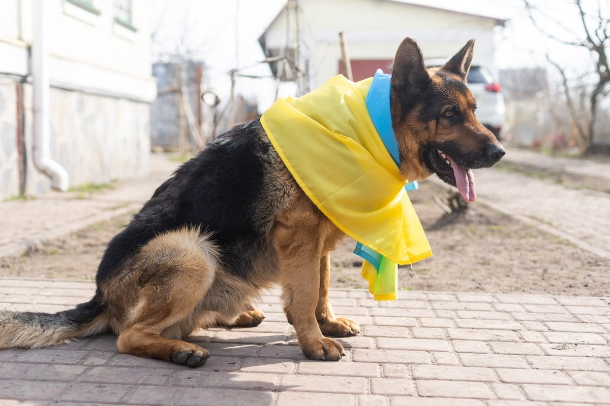 A German Shepherd dog wears the Ukrainian flag