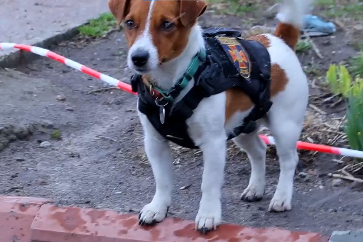 A mine-hunting Jack Russell terrier dog named Patron helps Ukrainian soldiers sniff out and locate mines