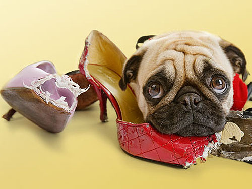 Dog chewing shoes
