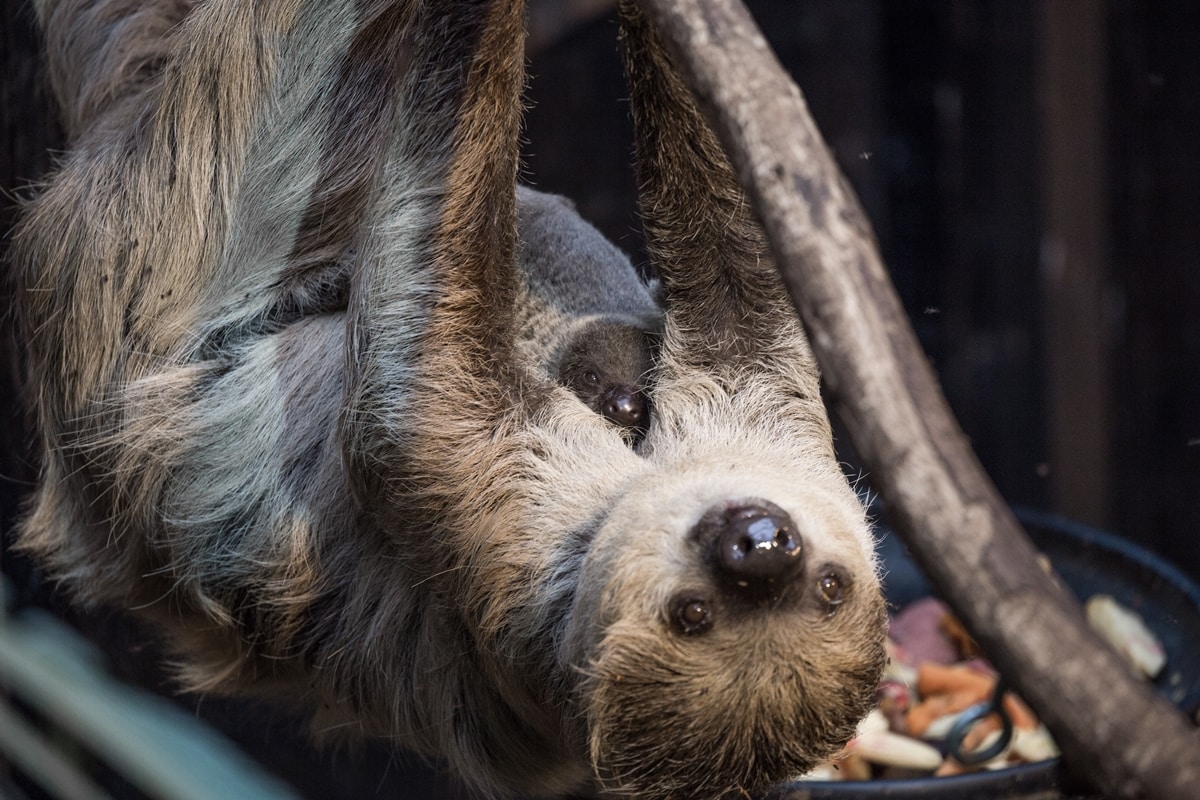 Marilyn the sloth takes care of an adorable baby sloth at ZSL London Zoo