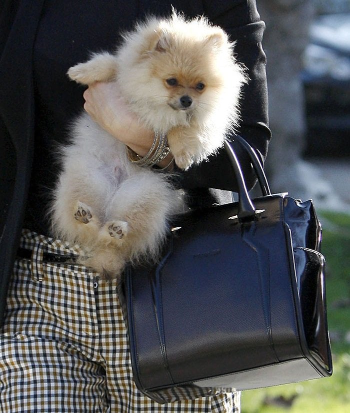 Gwen Stefani totes her Thierry Mugler Agent handbag and her cute Pomeranian puppy