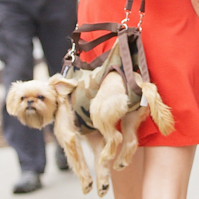 These over the shoulder puppy holders are known as 'pooch purses' and they are becoming a regular sight