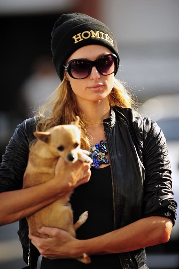 Paris Hilton is always accompanied by her Chihuahua pet pooch Peter Pan