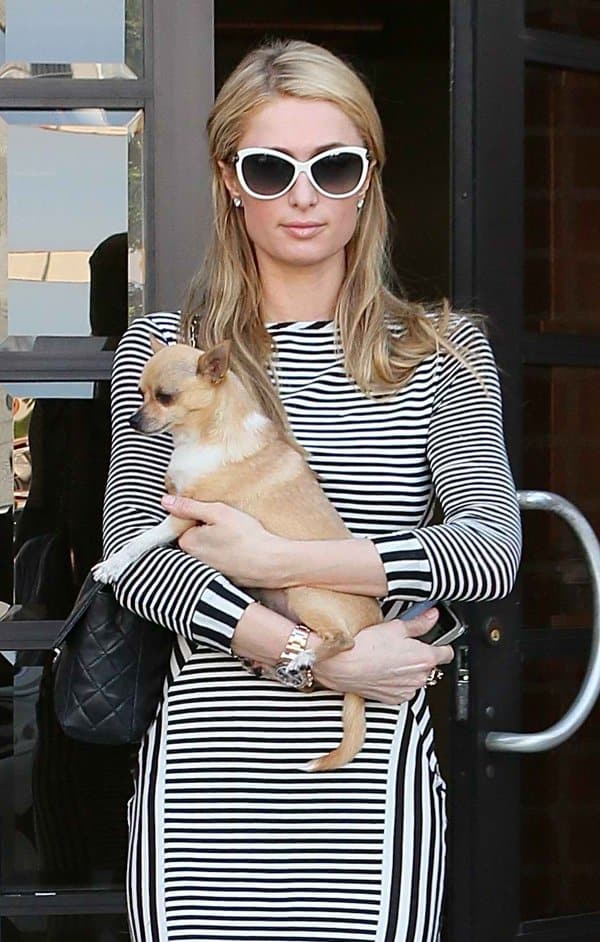Paris Hilton leaving the office with her chihuahua in beautiful fashion in California