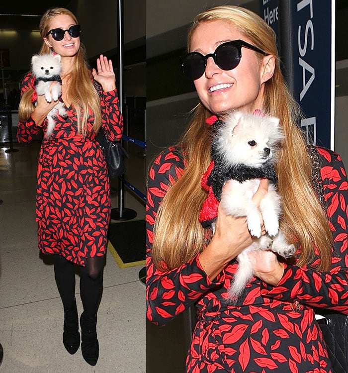 Paris Hilton with her Pomeranian dog, Mr. Amazing, at LAX on October 21, 2014