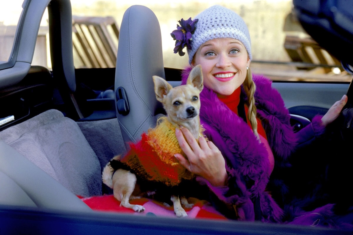 Reese Witherspoon and her Chihuahua named Bruiser Woods in Legally Blonde