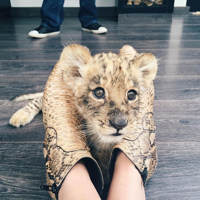 Kendall Jenner's Instagram post, captioned "with @blackjaguarwhitetiger and seeing what he does for these animals is so great. we need more people like him in this world. (for all you haters, my boots are faux 😎)"