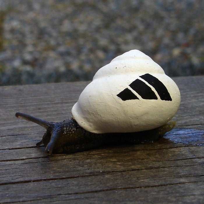 Artist Stefan Siverud has decorated a living snail with the iconic Adidas logo