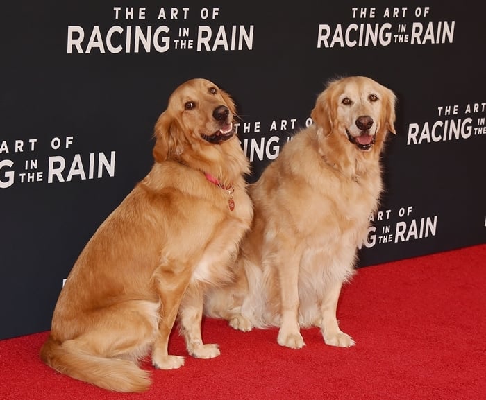 The dogs who portrayed Enzo in The Art of Racing in the Rain steal the spotlight on the red carpet at the film's premiere