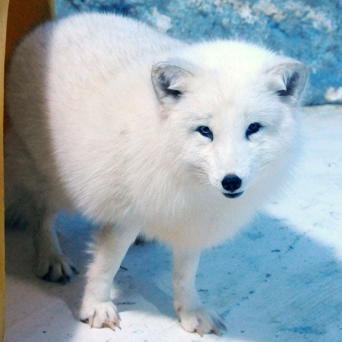 Fjällräven is Swedish for the Arctic fox, also known as the white fox, polar fox, or snow fox