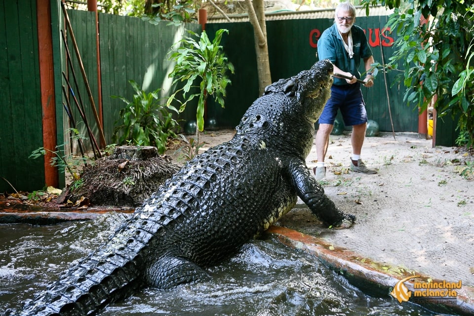 The world's oldest crocodile in captivity, Cassius is a 110-year-old one-tonne saltwater crocodile kept at MarineLand Melanesia in Queensland, Australia, measuring an impressive 17ft 11 inches in length