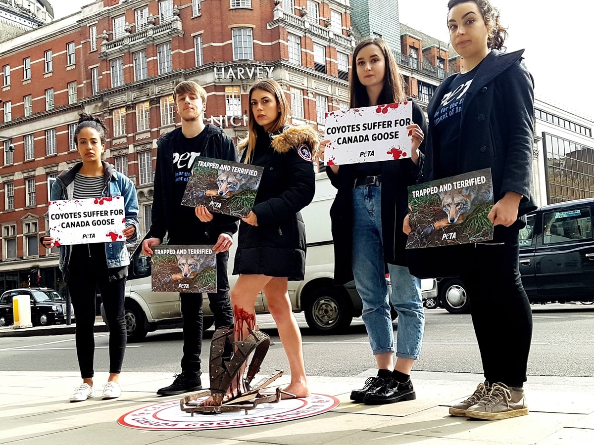 Wearing little more than a replica Canada Goose jacket, a PETA model stands in a "bloody" steel trap, leading a protest in Knightsbridge, a residential and retail district in central London, where department stores Harvey Nichols and Harrods sell Canada Goose outerwear