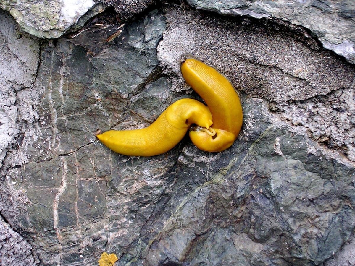 Banana slugs are hermaphrodites, which means that they can act as both males and females at the same time; when mating they insert their penises into each other at the same time