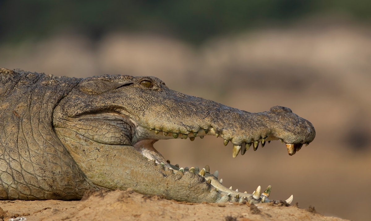 From the side, crocs resemble a crocodile snout, and they were originally designed to perform on both land and sea